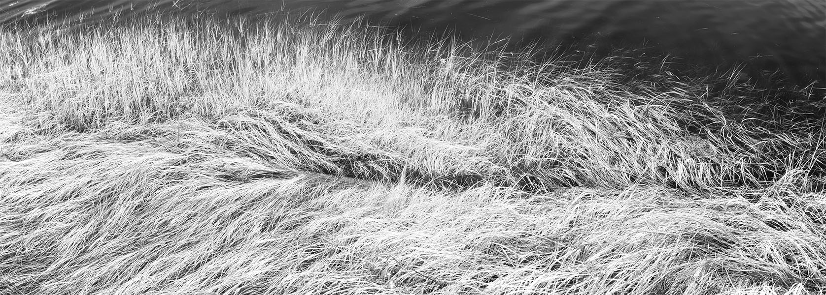 Long Infrared Photo of Sea Grass with Groove.